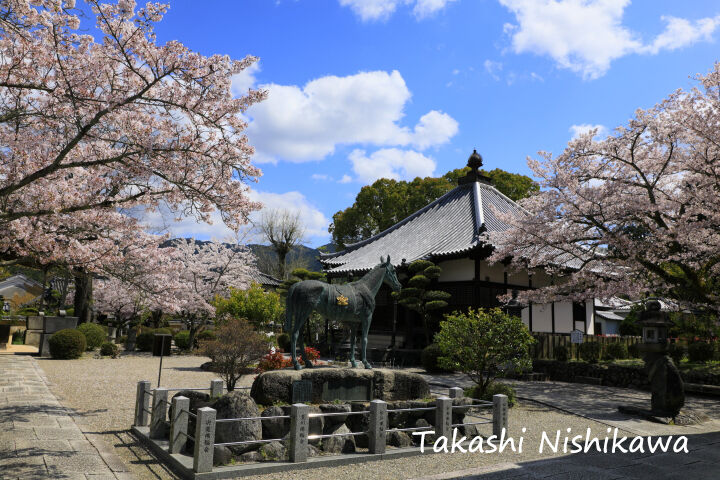 奈良県明日香村の橘寺の桜 4月5日分6 4 風景写真家 西川貴之の気まぐれブログ 奈良県明日香村の橘寺の桜 4月5日分6 4 風景写真家 西川貴之の気まぐれブログ