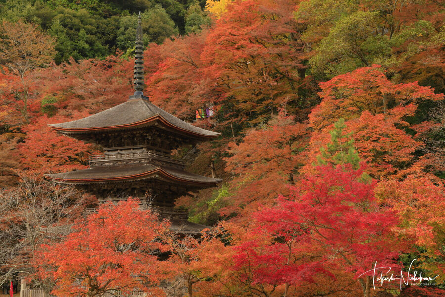 舞鶴市 風景写真家 西川貴之の気まぐれブログ