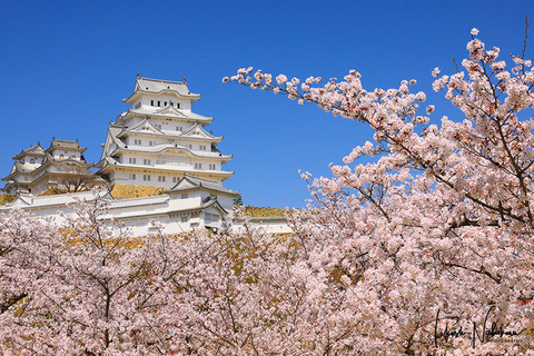 姫路城の桜