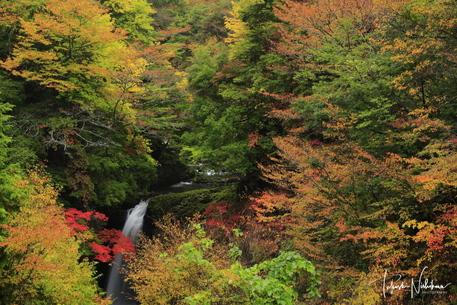 和歌山県の高野龍神スカイラインの紅葉 11月1日分2 2 風景写真家 西川貴之の気まぐれブログ