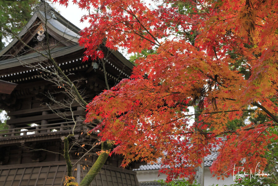滋賀県多賀町の多賀大社の紅葉 11月26日分5 4 風景写真家 西川貴之の気まぐれブログ