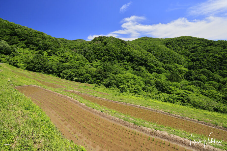 棚田カード　岩首昇竜棚田 小倉千枚田 月布施棚田(新潟県) 新潟県佐渡市の佐渡ヶ島の小倉千枚田と岩首昇竜棚田 5月31日6-4