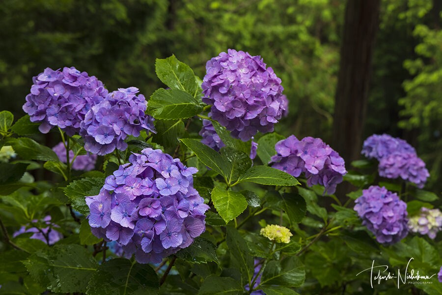 和歌山県上富田町の あじさい曼荼羅園 6月19日分2 1 風景写真家 西川貴之の気まぐれブログ