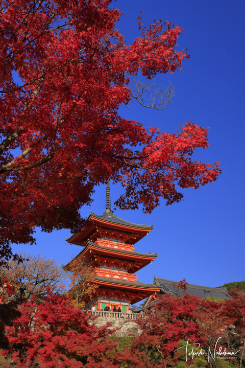 【京都東山清水寺紅葉図(紅葉秋雨)】浅野鶴汀 1003 秋景 共箱 掛け軸 肉筆 5433622a-s.jpg