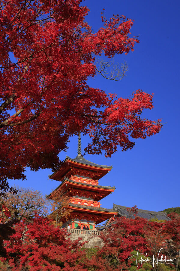 京都府京都市の清水寺の紅葉 12月2日分5-4。 : 風景写真家・西川貴之の