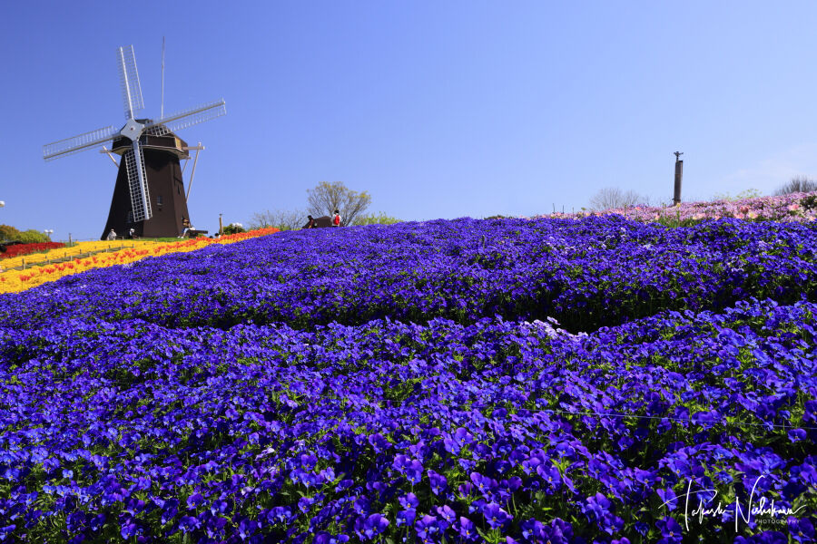大阪府大阪市の花博記念公園鶴見緑地 4月17日分。 : 風景写真家・西川