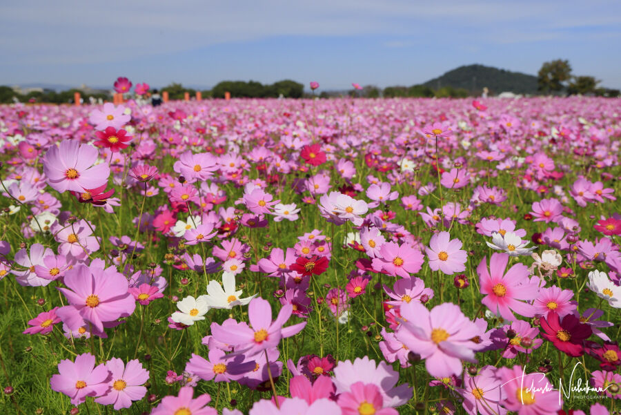 花畑 風景写真家 西川貴之の気まぐれブログ
