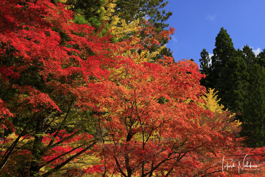 和歌山県高野町の高野山と高野龍神スカイラインの紅葉 11月3日分 風景写真家 西川貴之の気まぐれブログ