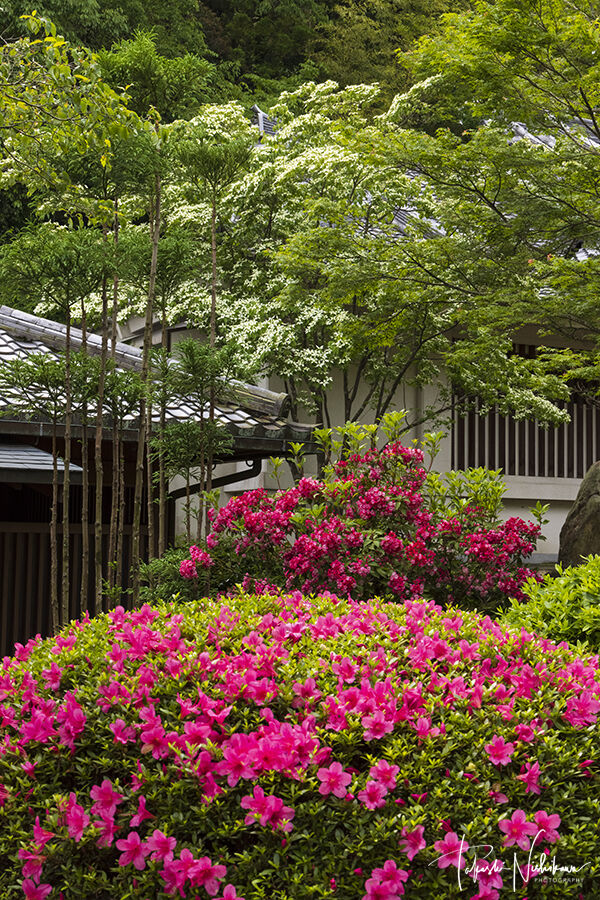 奈良県奈良市の霊山寺の躑躅 5月22日分2 1 風景写真家 西川貴之の気まぐれブログ
