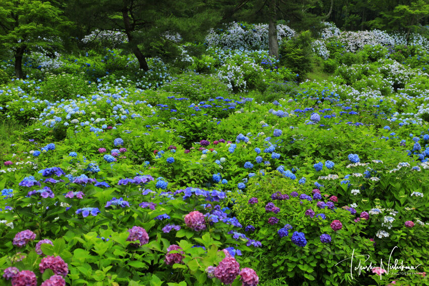 京都府舞鶴市の舞鶴自然文化園の紫陽花園 6月28日分3 2 風景写真家 西川貴之の気まぐれブログ