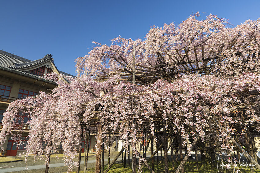 奈良県天理市の天理教会本部の枝垂れ桜 3月23日分 風景写真家 西川貴之の気まぐれブログ