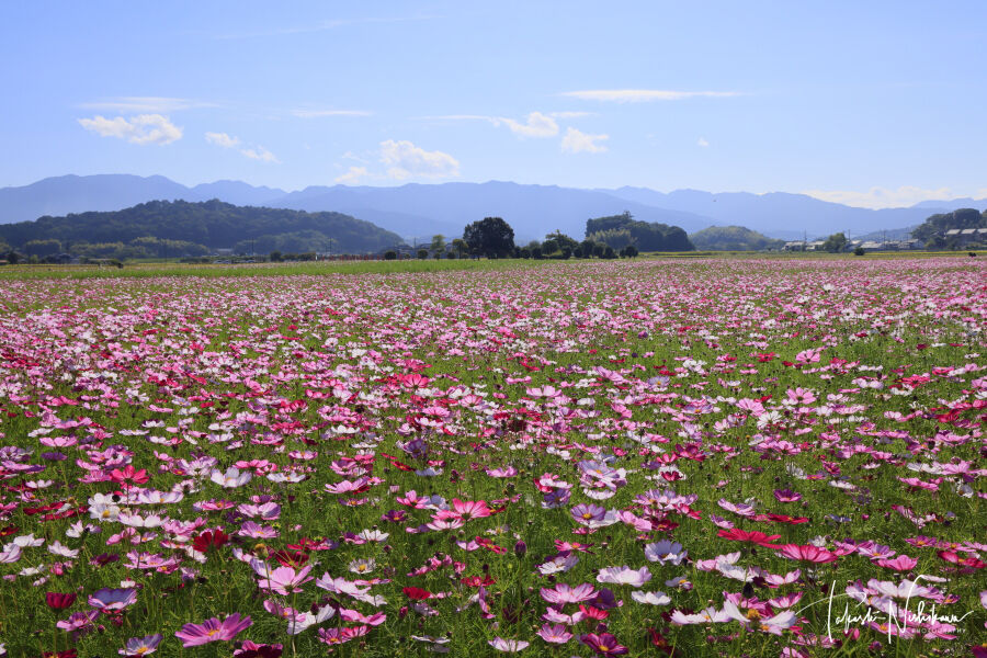 花畑 風景写真家 西川貴之の気まぐれブログ