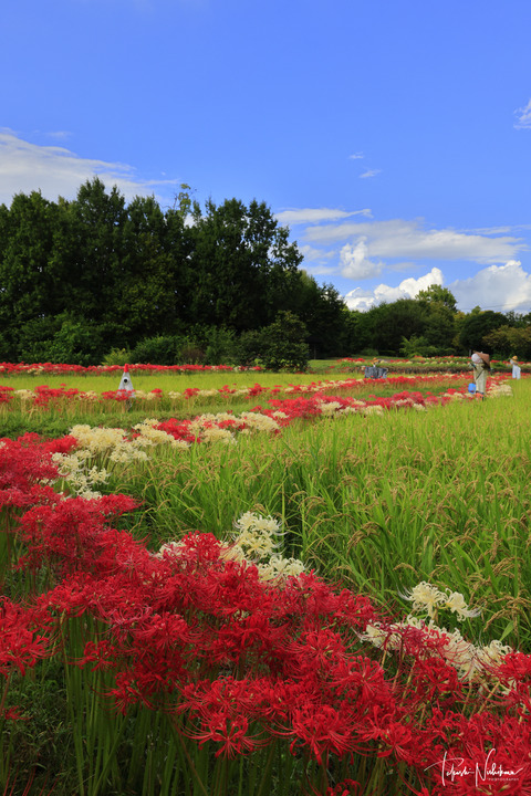 中西敏貴 Land of Fusion 地と記憶 販売 - 日本風景写真家協会