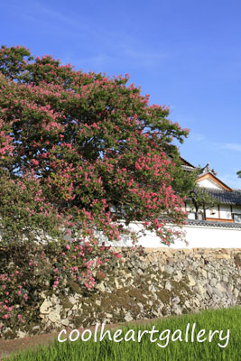 奈良県葛城市の石光寺と当麻寺の百日紅と蓮 8月15日分 風景写真家 西川貴之の気まぐれブログ 奈良県葛城市の石光寺と当麻寺の百日紅と蓮 8月15日分 風景写真家 西川貴之の気まぐれブログ