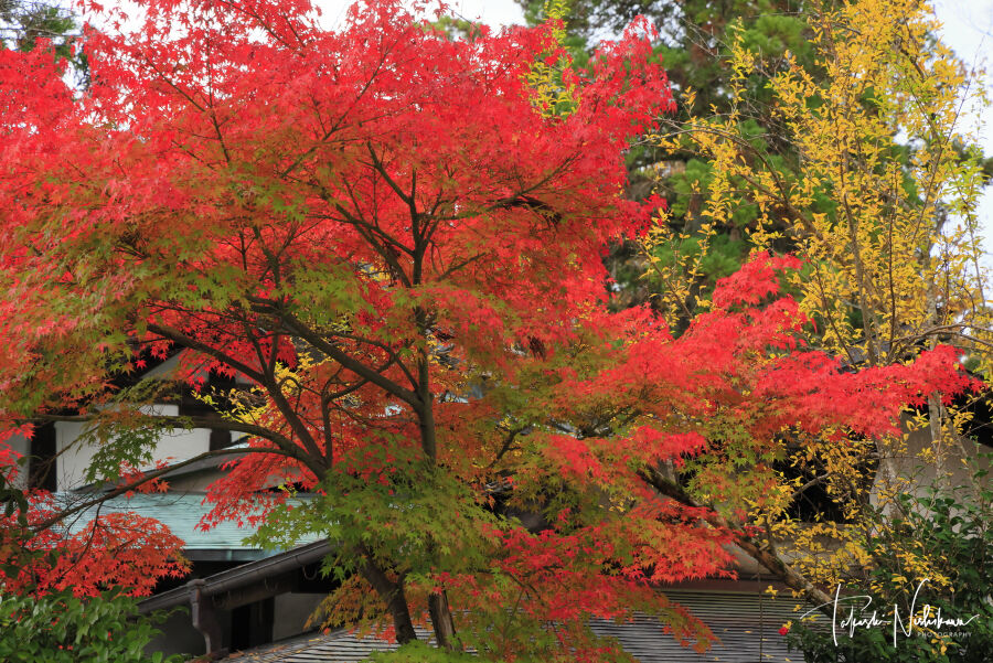 滋賀県多賀町の多賀大社の紅葉 11月26日分5 4 風景写真家 西川貴之の気まぐれブログ