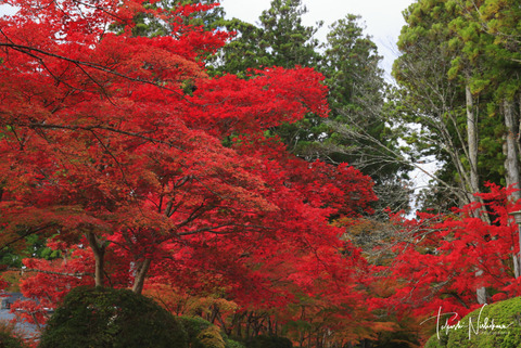 和歌山県高野町の高野山と高野龍神スカイラインの紅葉 11月3日分 風景写真家 西川貴之の気まぐれブログ