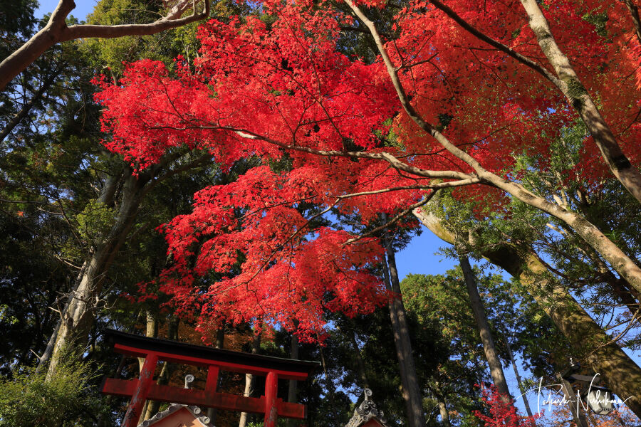 紅葉☆ 京都府木津川市の海住山寺の紅葉 11月27日分3-1。 : 風景写真家