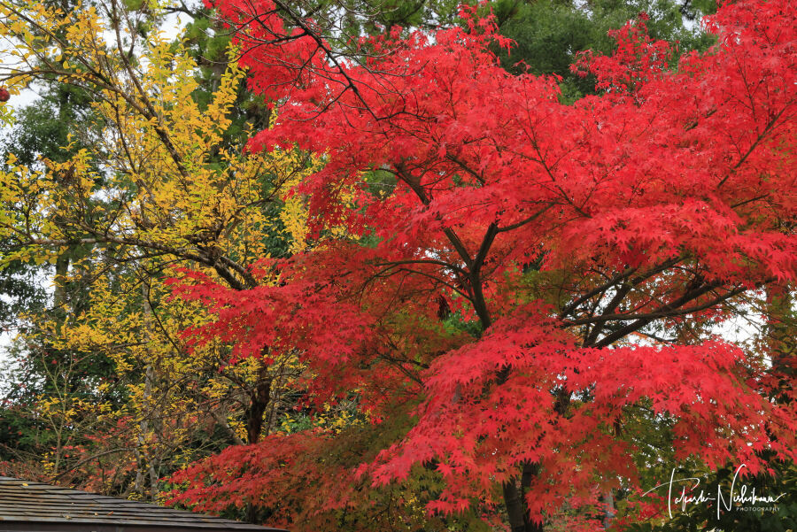 滋賀県多賀町の多賀大社の紅葉 11月26日分5 4 風景写真家 西川貴之の気まぐれブログ