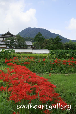 イメージ 9