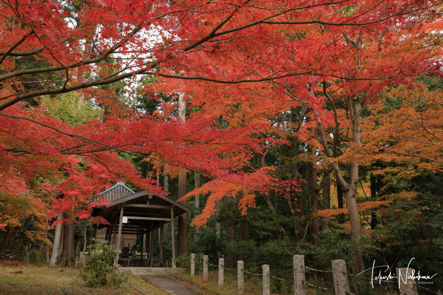 紅葉☆ 京都府木津川市の海住山寺の紅葉 11月27日分3-1。 : 風景写真家