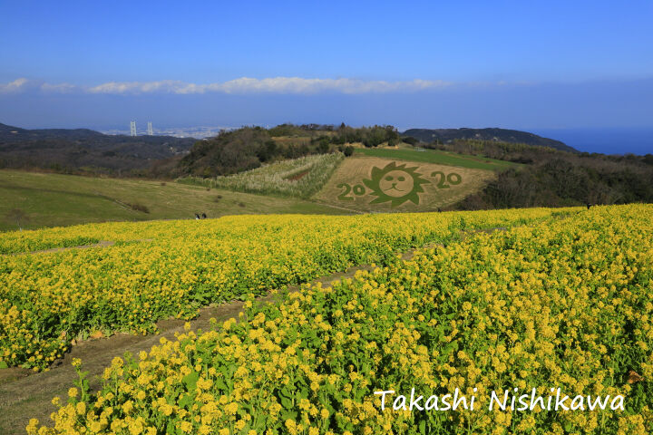 兵庫県淡路市の あわじ花さじき の早咲き菜の花 2月2日分3 3 風景写真家 西川貴之の気まぐれブログ