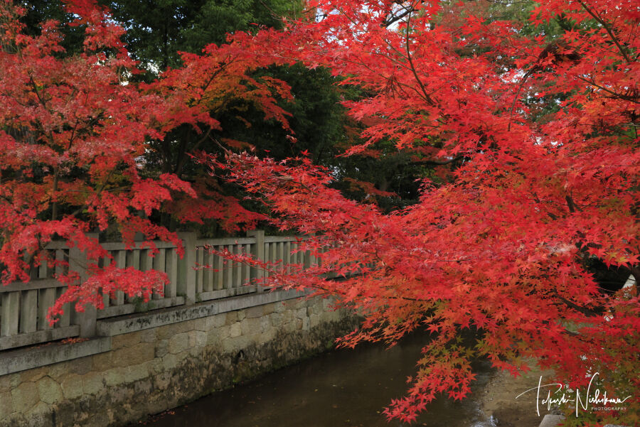 滋賀県多賀町の多賀大社の紅葉 11月26日分5 4 風景写真家 西川貴之の気まぐれブログ