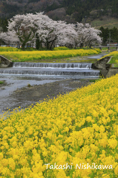 滋賀県長浜市の余呉川と余呉湖の桜 4月12日分2 1 風景写真家 西川貴之の気まぐれブログ