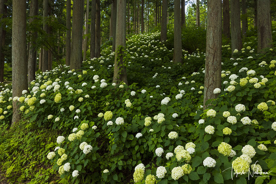 春夏の花風景 風景写真家 西川貴之の気まぐれブログ