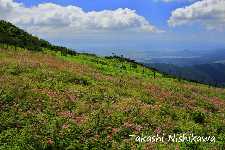 滋賀県 伊吹山ドライブウェイと花畑 8月5日分3 2 風景写真家 西川貴之の気まぐれブログ 滋賀県 伊吹山ドライブウェイと花畑 8月5日分3 2 風景写真家 西川貴之の気まぐれブログ