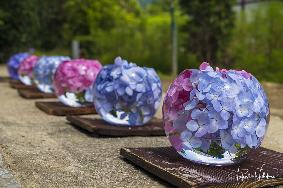 奈良県奈良市の般若寺の紫陽花とコスモス 6月24日分 風景写真家 西川貴之の気まぐれブログ