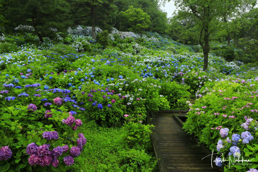 京都府舞鶴市の舞鶴自然文化園の紫陽花園 6月28日分3 2 風景写真家 西川貴之の気まぐれブログ