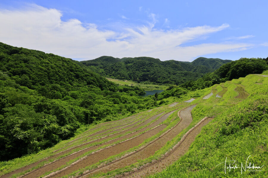 棚田カード　岩首昇竜棚田 小倉千枚田 月布施棚田(新潟県) 新潟県佐渡市の佐渡ヶ島の小倉千枚田と岩首昇竜棚田 5月31日6-4