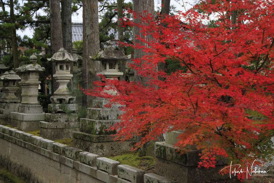 滋賀県多賀町の多賀大社の紅葉 11月26日分5 4 風景写真家 西川貴之の気まぐれブログ