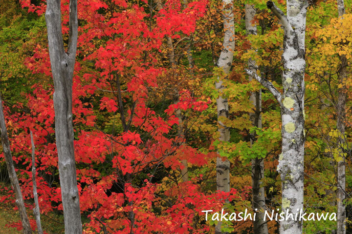 長野県佐久穂町の八千穂高原の紅葉 10月13日分2 2 風景写真家 西川貴之の気まぐれブログ 長野県佐久穂町の八千穂高原の紅葉 10月13日分2 2 風景写真家 西川貴之の気まぐれブログ