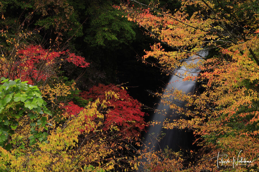 和歌山県の高野龍神スカイラインの紅葉 11月1日分2 2 風景写真家 西川貴之の気まぐれブログ