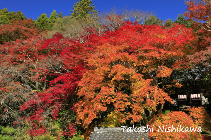 京都市西山の金蔵寺の紅葉 11月23日分6 3 風景写真家 西川貴之の気まぐれブログ 京都市西山の金蔵寺の紅葉 11月23日分6 3 風景写真家 西川貴之の気まぐれブログ