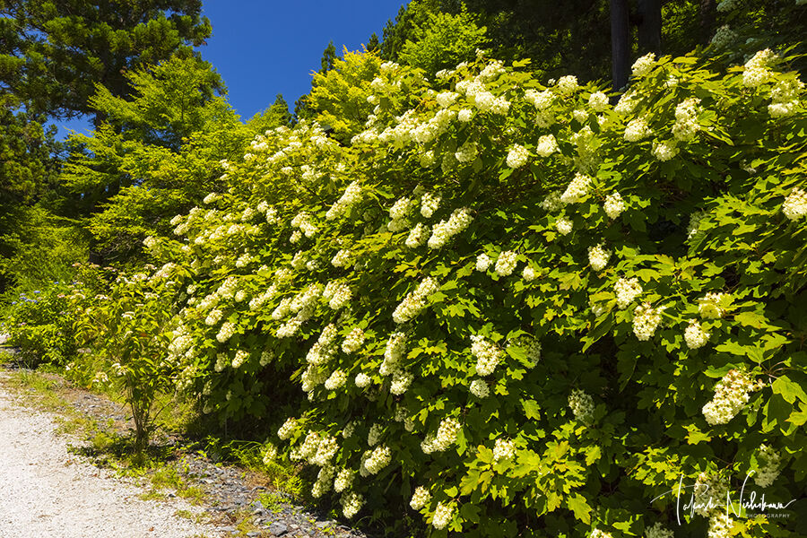 春夏の花風景 風景写真家 西川貴之の気まぐれブログ