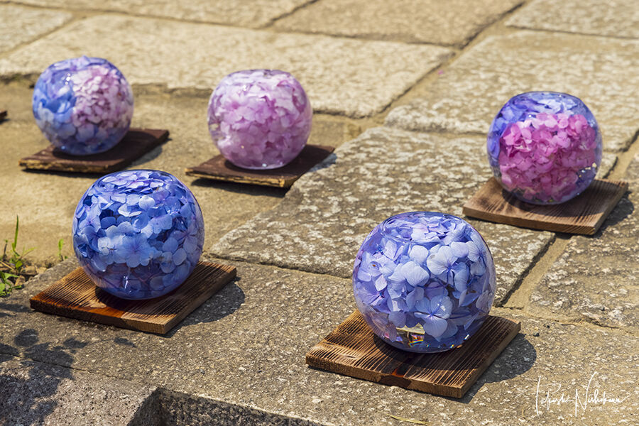 奈良県奈良市の般若寺の紫陽花とコスモス 6月24日分 風景写真家 西川貴之の気まぐれブログ