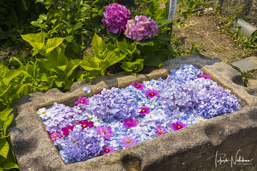 奈良県奈良市の般若寺の紫陽花とコスモス 6月24日分 風景写真家 西川貴之の気まぐれブログ