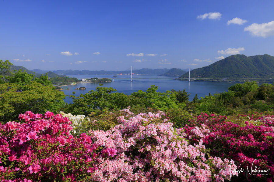 愛媛県今治市の伯方島の開山公園の躑躅と多々羅大橋 5月3日分93。 風景写真家・西川貴之の気まぐれブログ