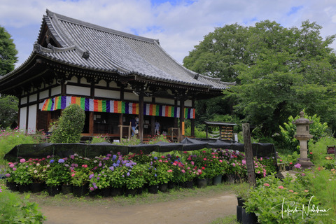 奈良県奈良市の般若寺の紫陽花 6月16日分2-2。