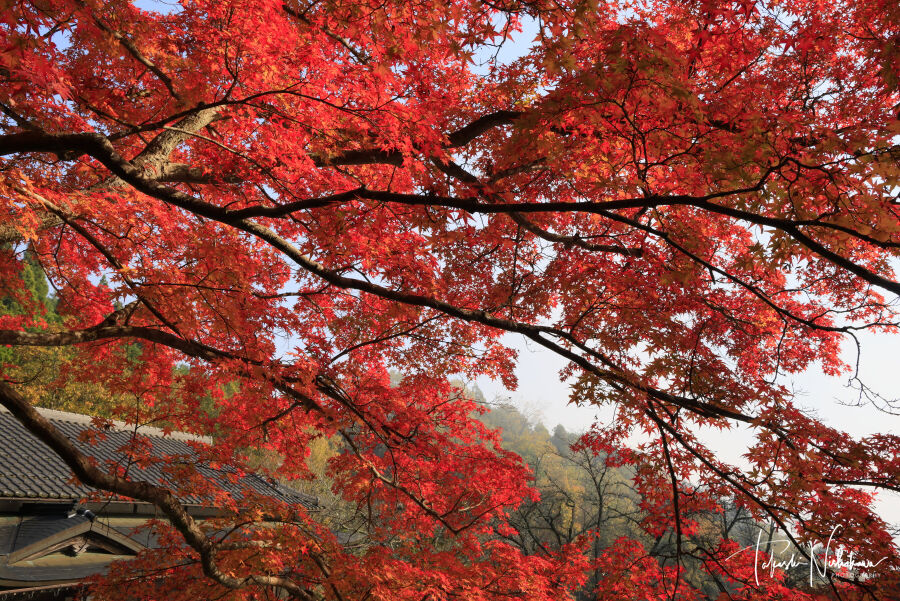 長安寺 風景写真家 西川貴之の気まぐれブログ 長安寺 風景写真家 西川貴之の気まぐれブログ