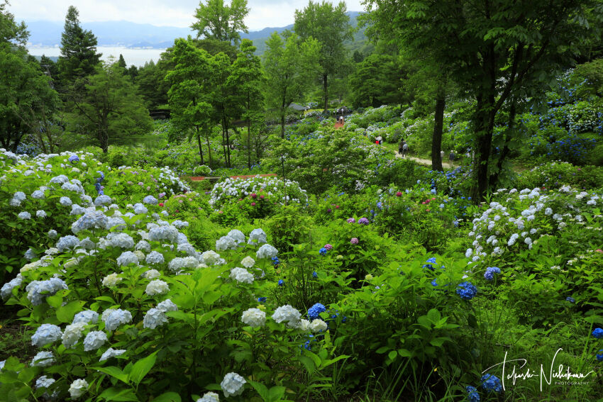 京都府舞鶴市の舞鶴自然文化園の紫陽花園 6月28日分3 2 風景写真家 西川貴之の気まぐれブログ