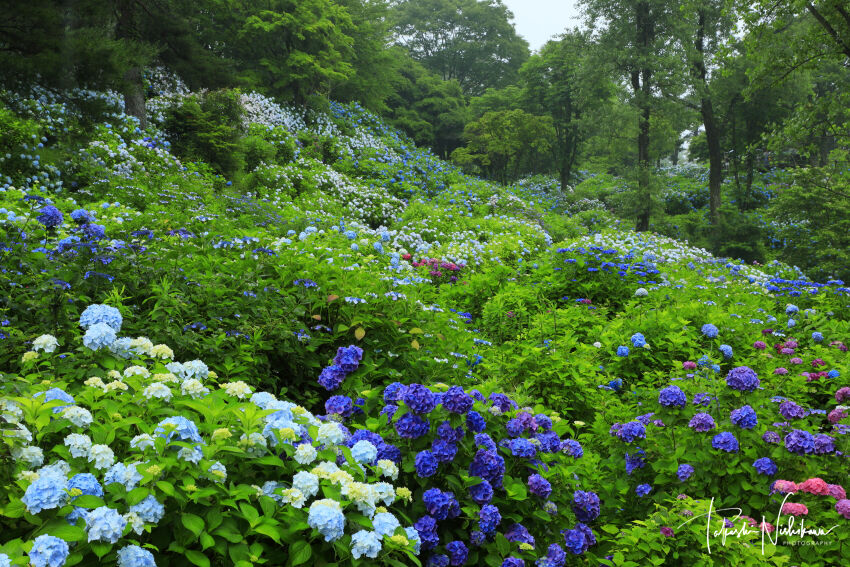 京都府舞鶴市の舞鶴自然文化園の紫陽花園 6月28日分3 2 風景写真家 西川貴之の気まぐれブログ