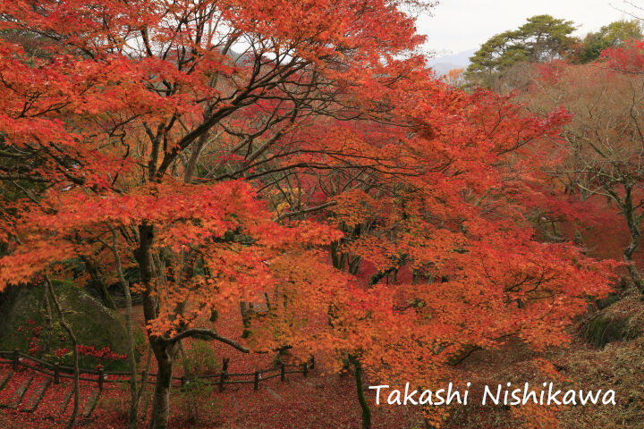 京都府笠置町の笠置寺の散り紅葉 11月28日分4 2 風景写真家 西川貴之の気まぐれブログ 京都府笠置町の笠置寺の散り紅葉 11月28日分4 2 風景写真家 西川貴之の気まぐれブログ