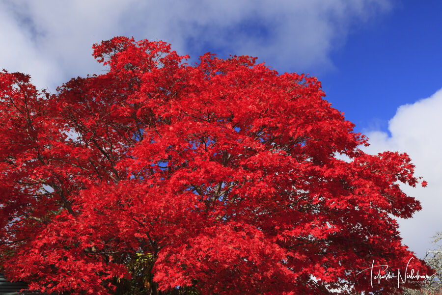 和歌山県高野町の高野山と高野龍神スカイラインの紅葉 11月3日分 風景写真家 西川貴之の気まぐれブログ