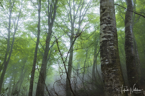 _S9A5090