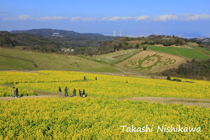 兵庫県淡路市の あわじ花さじき の早咲き菜の花 2月2日分3 3 風景写真家 西川貴之の気まぐれブログ