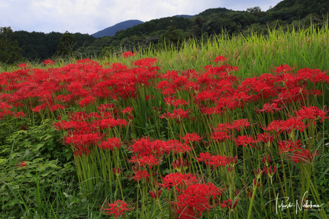 中西敏貴 Land of Fusion 地と記憶 販売 - 日本風景写真家協会