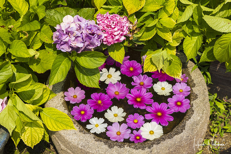 奈良県奈良市の般若寺の紫陽花とコスモス 6月24日分 風景写真家 西川貴之の気まぐれブログ